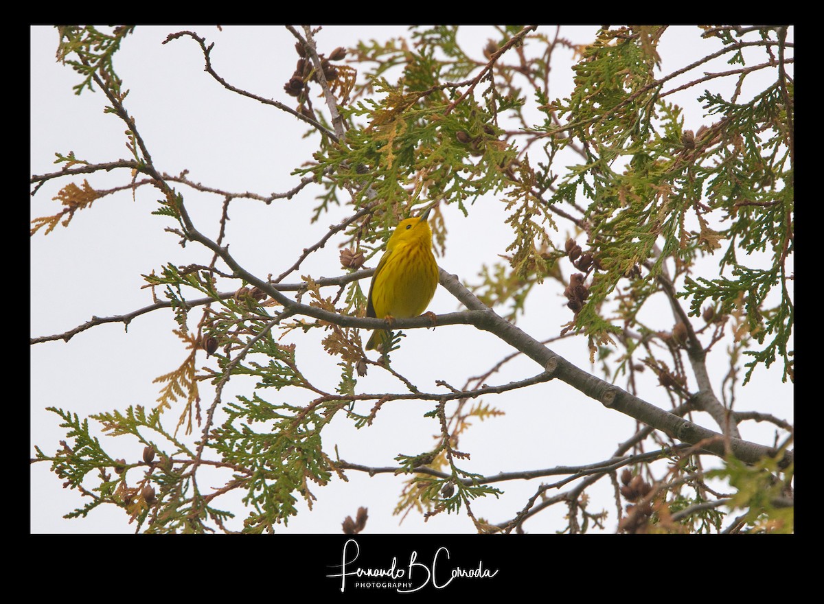 Yellow Warbler (Northern) - ML235597181