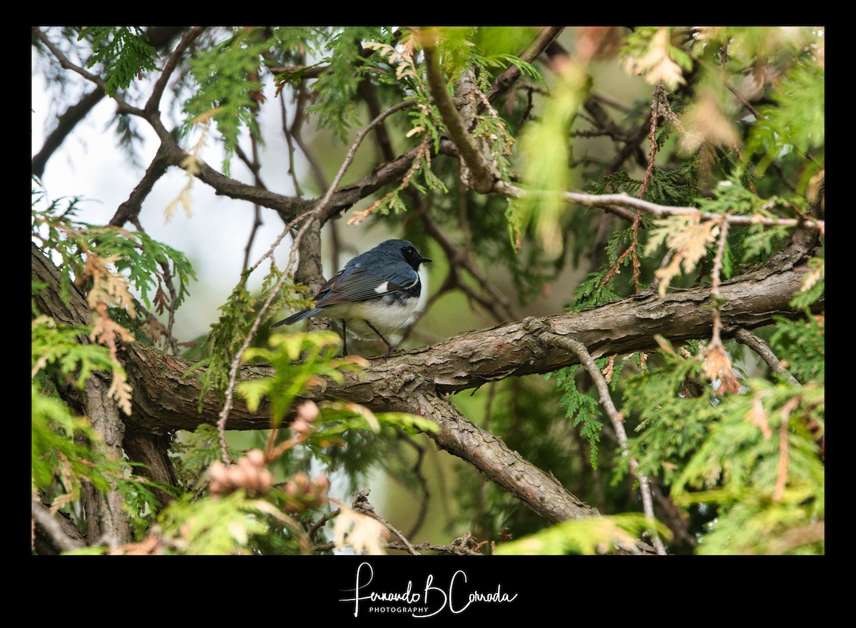 Black-throated Blue Warbler - ML235598571