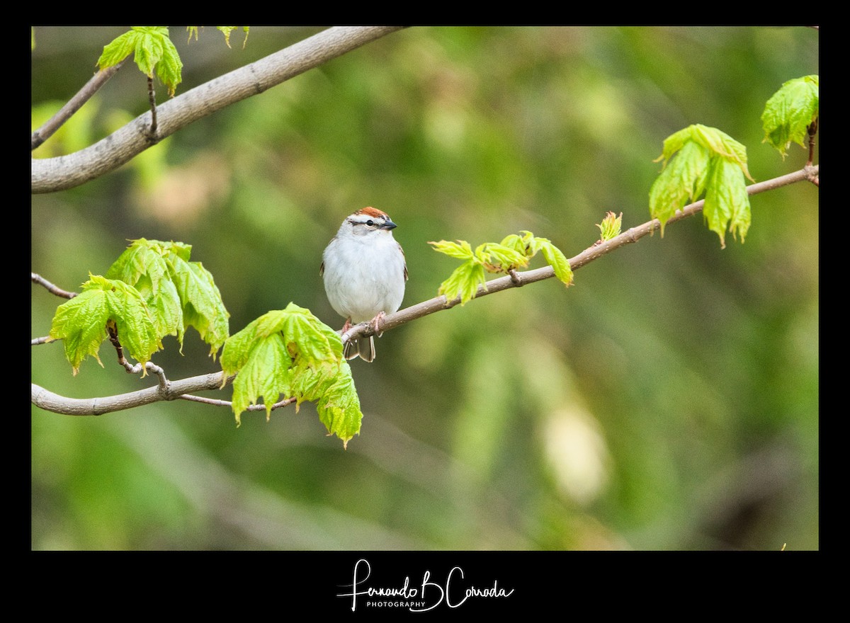 Chipping Sparrow - ML235599101