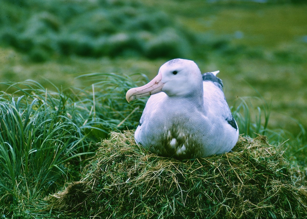 Snowy/Tristan/Antipodean Albatross - Peter Fullagar