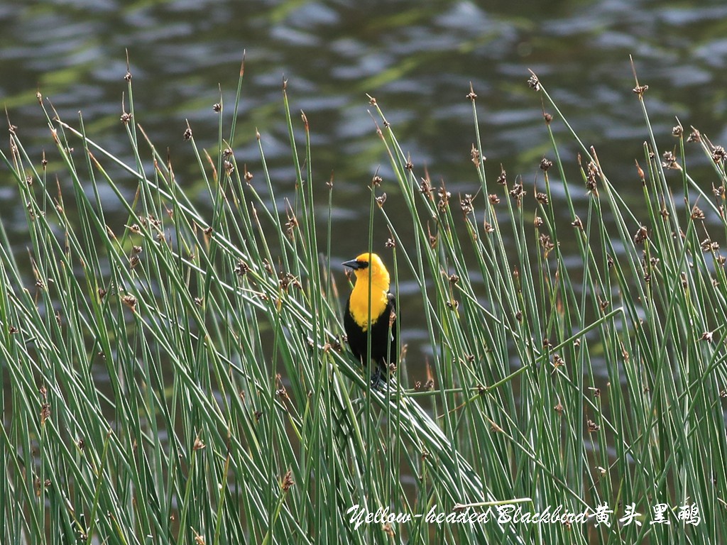 Yellow-headed Blackbird - Qiang Zeng