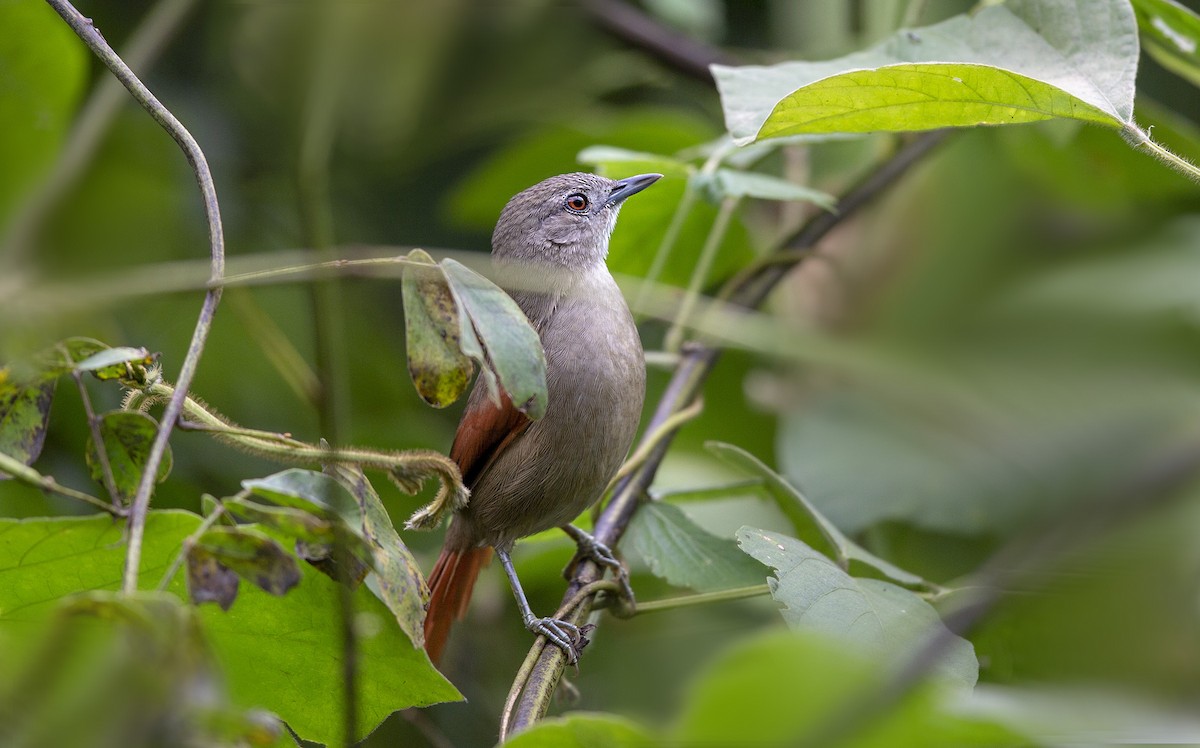 Plain-crowned Spinetail - ML235607811