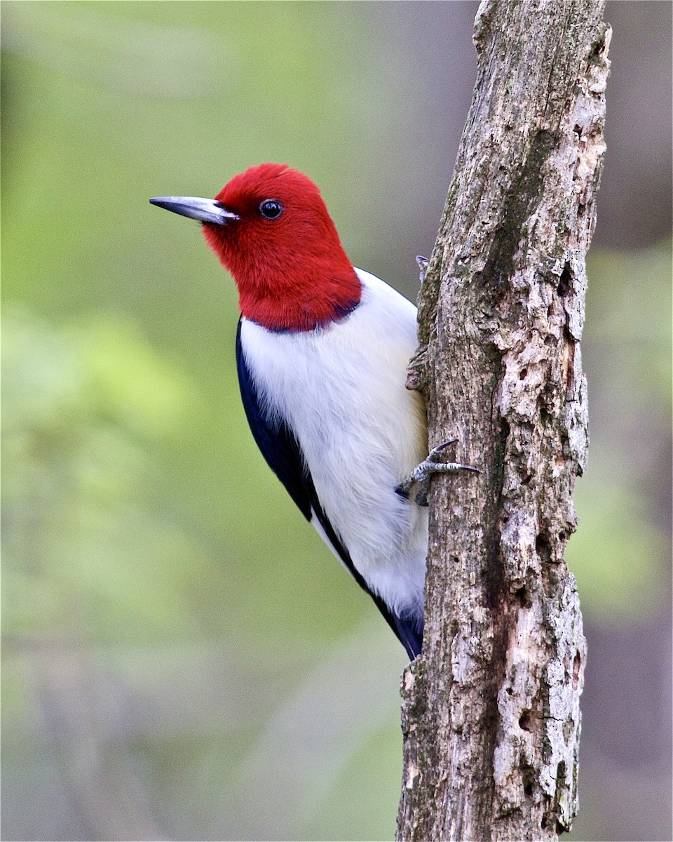 Red-headed Woodpecker - Jack & Holly Bartholmai