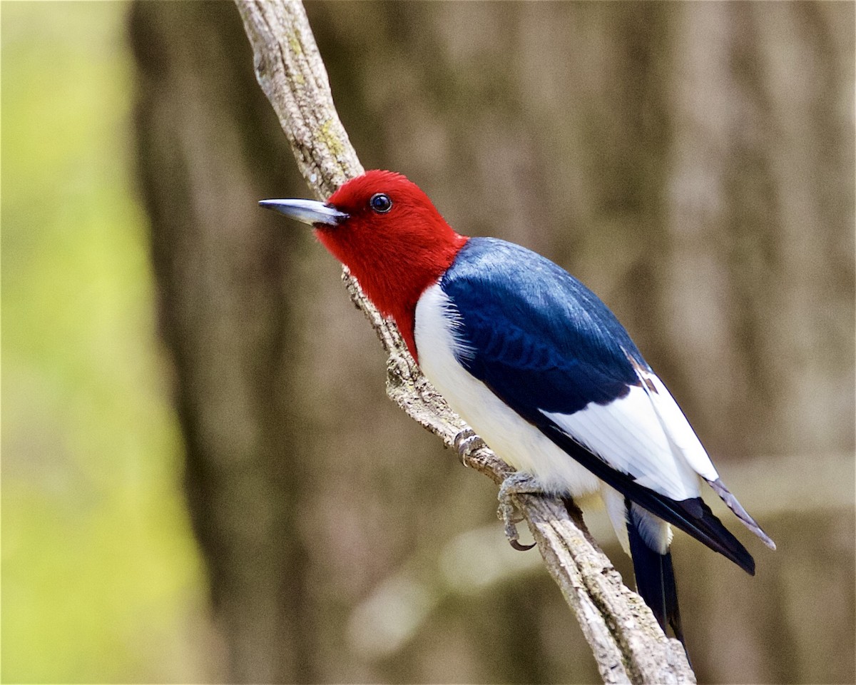 Red-headed Woodpecker - ML235624251
