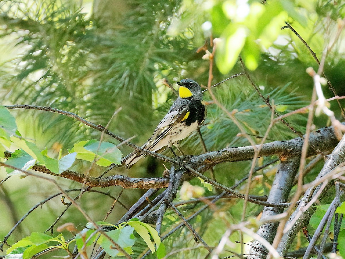 Yellow-rumped Warbler (Audubon's) - ML235625761