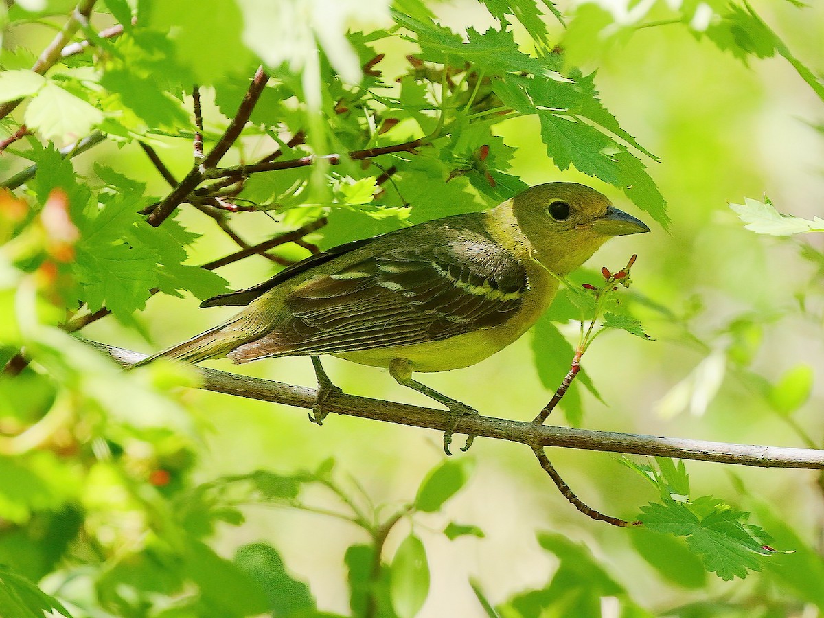 Western Tanager - ML235625901