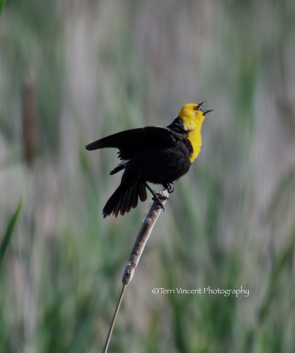 Yellow-headed Blackbird - Terri Vincent