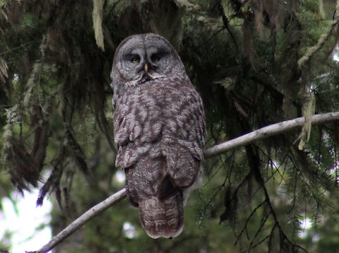 Great Gray Owl