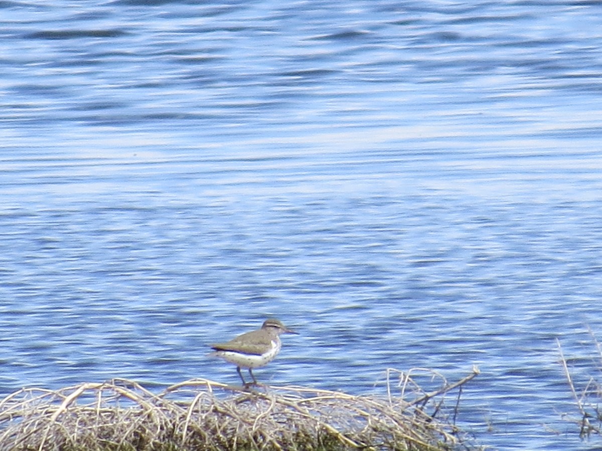 Spotted Sandpiper - Dylan Hardy