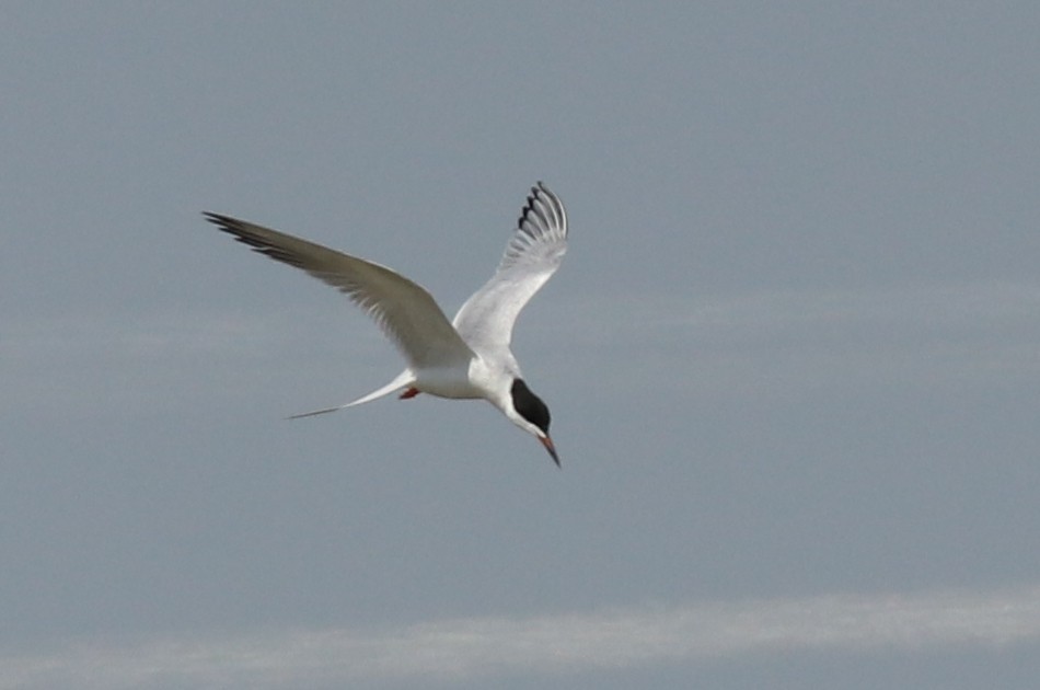 Common Tern - K Dean Edwards
