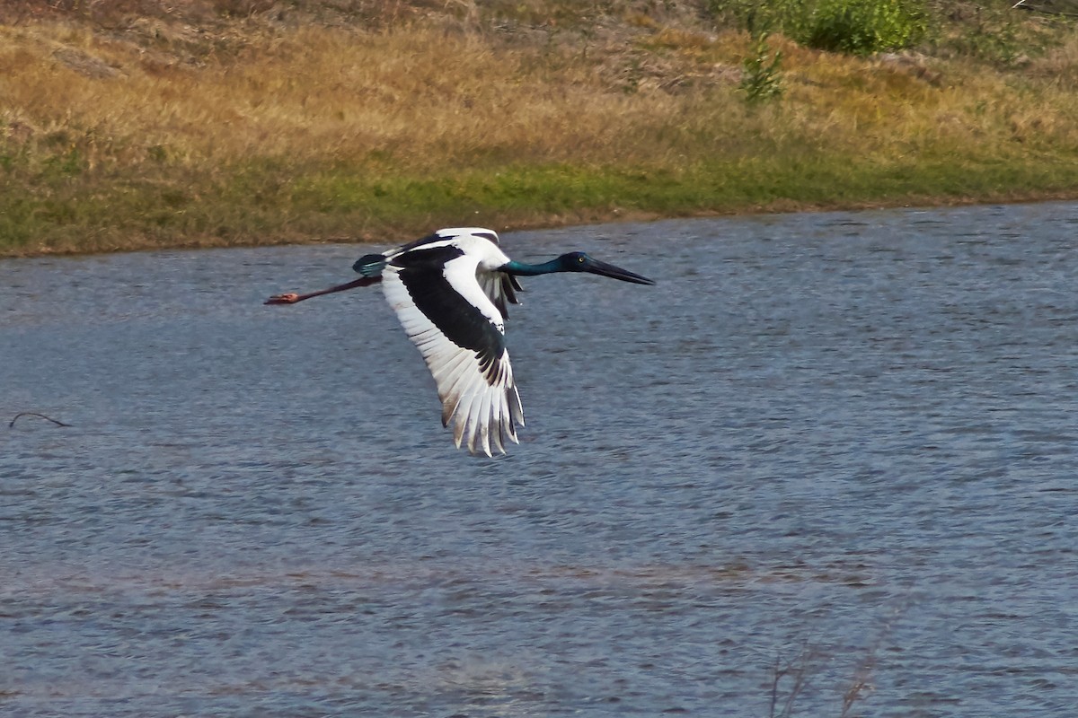 Black-necked Stork - ML235632621