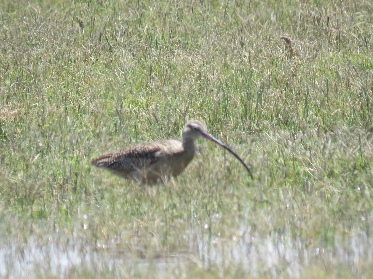 Long-billed Curlew - ML235633341