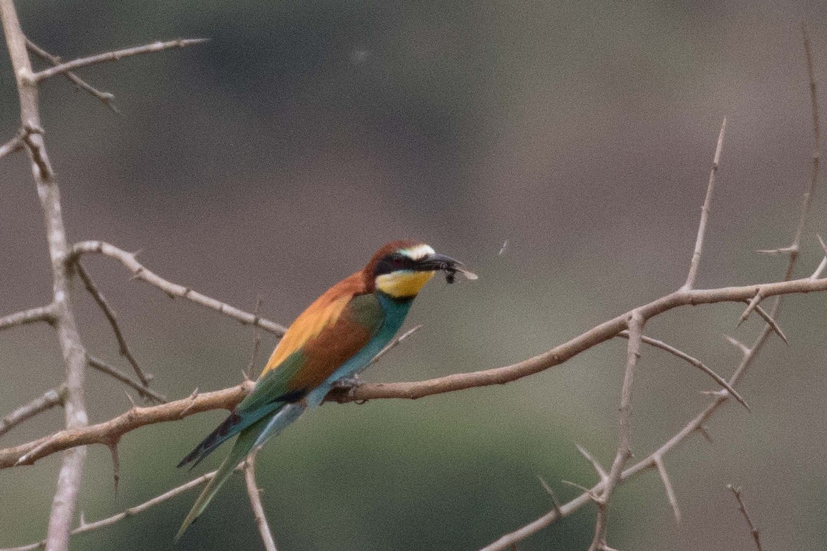 European Bee-eater - Jodi Webber