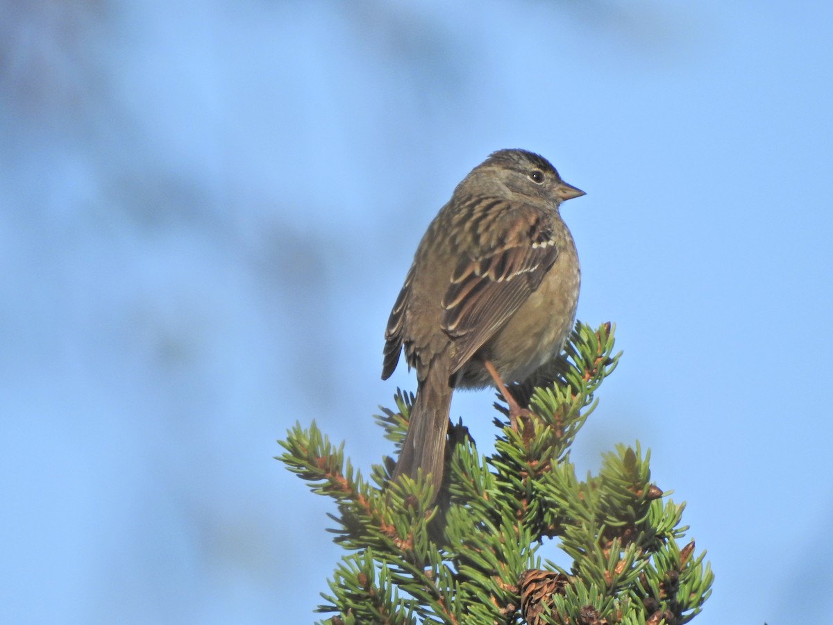 Golden-crowned Sparrow - Laura Burke