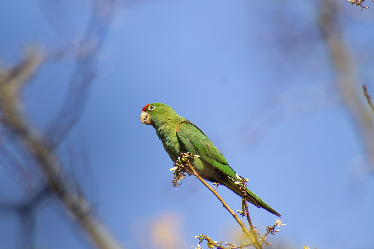 Cordilleran Parakeet - Jorge Novoa - CORBIDI