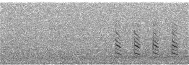 hvithodehonningskvett - ML235640141