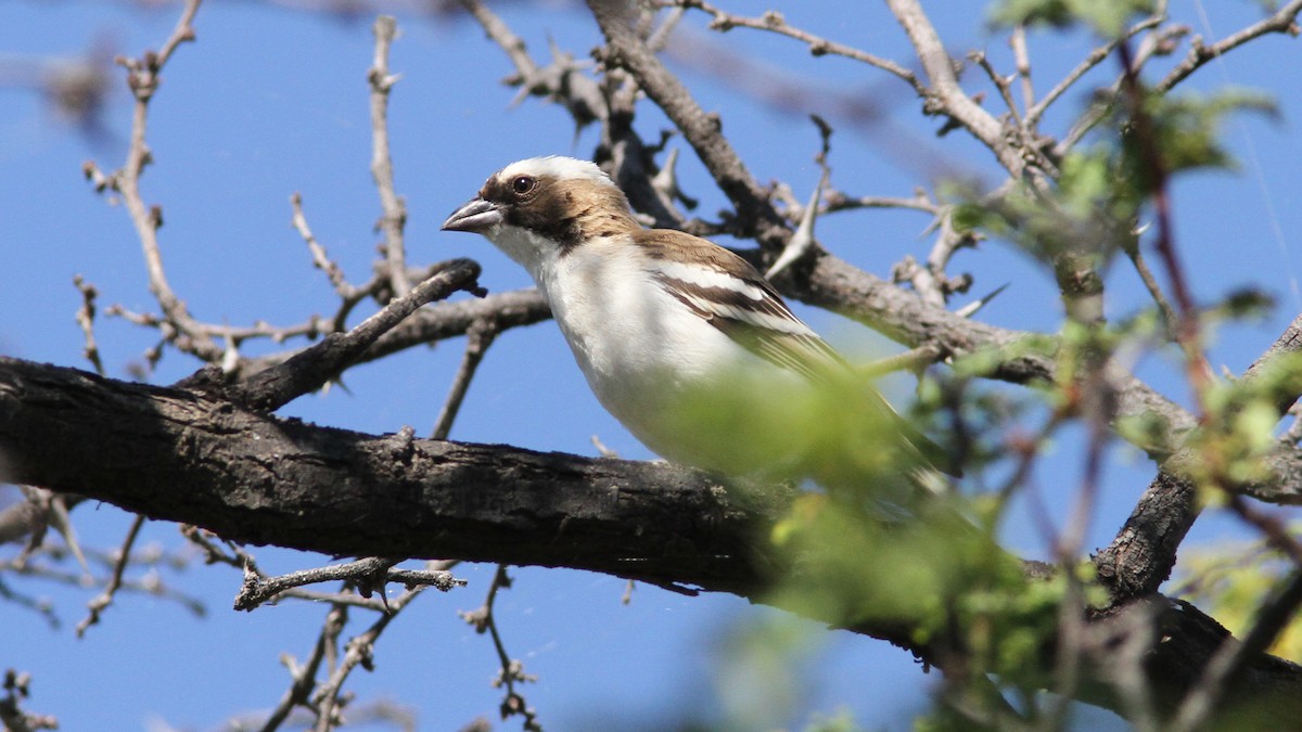 White-browed Sparrow-Weaver - ML23564031