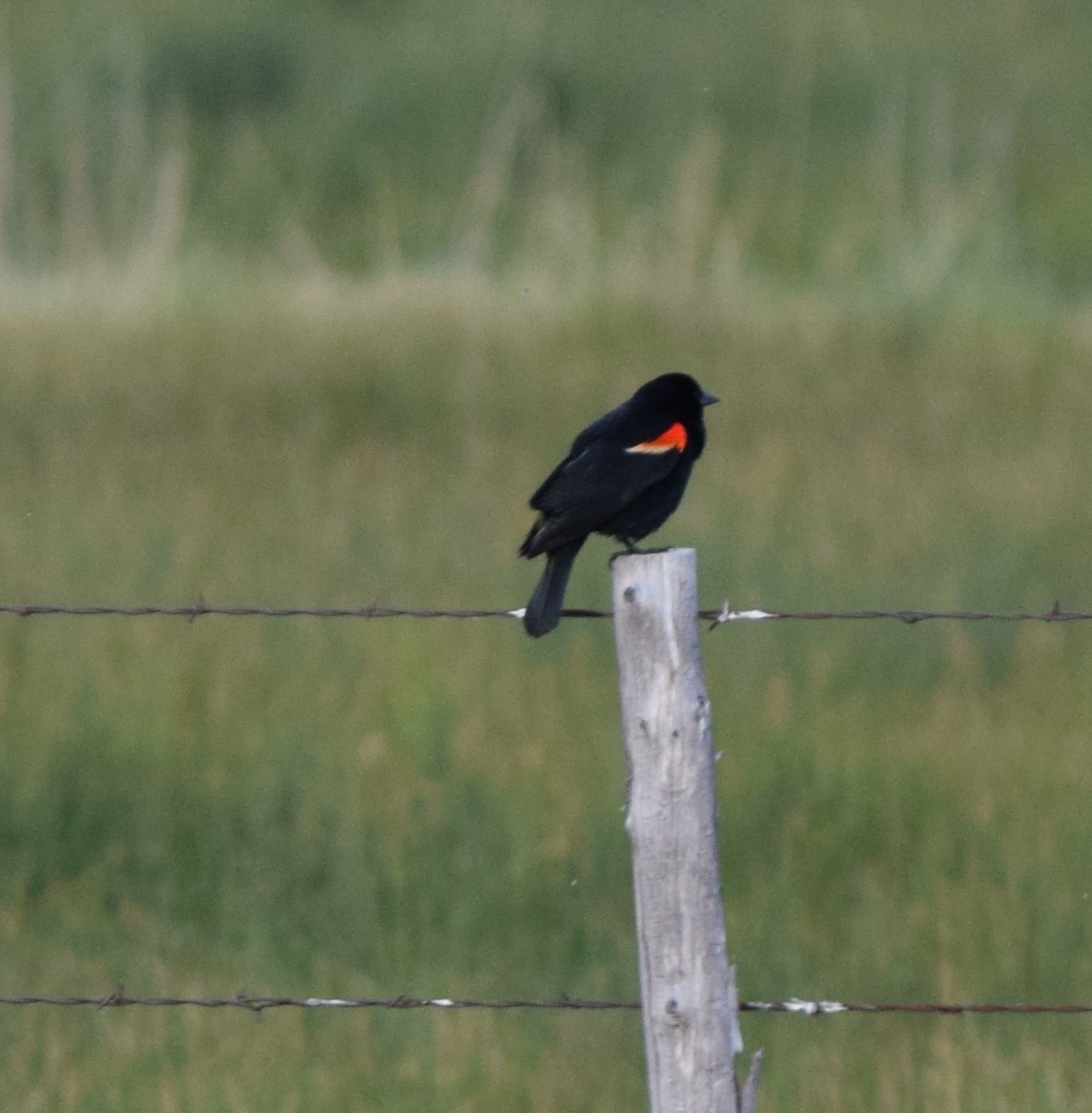 Red-winged Blackbird - Ryan McCulloch