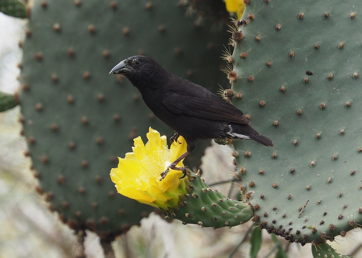 Pinzón de Darwin de Los Cactus - ML235643351