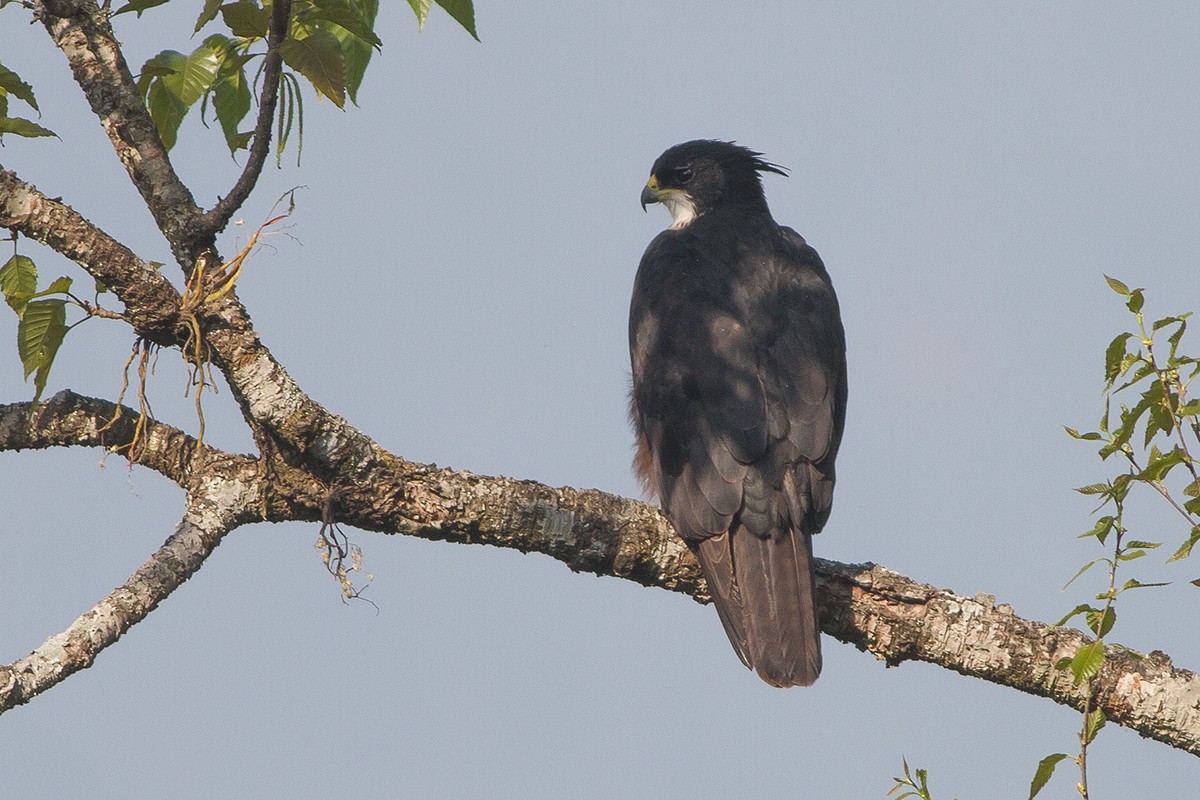 Rufous-bellied Eagle - Dibyendu Ash