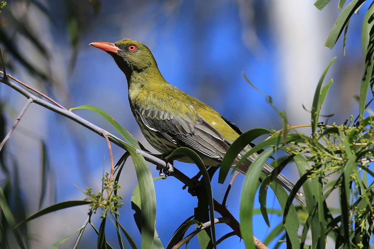 Olive-backed Oriole - Sicheng Wan