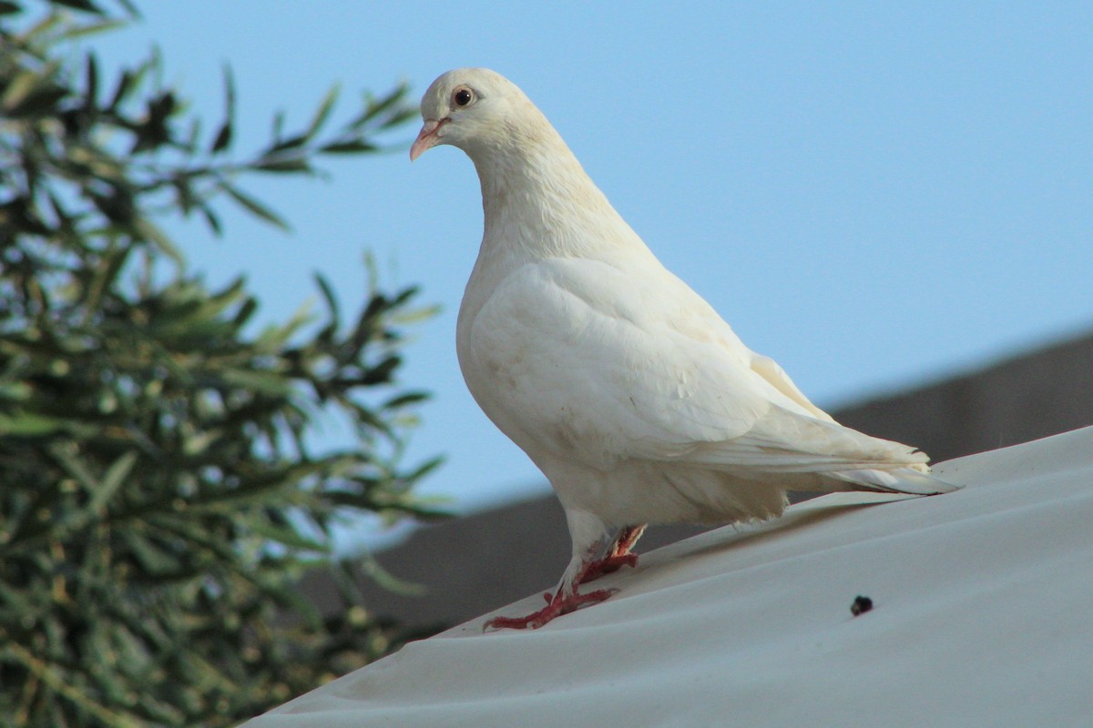 Rock Pigeon (Feral Pigeon) - Matías Garrido 🐧