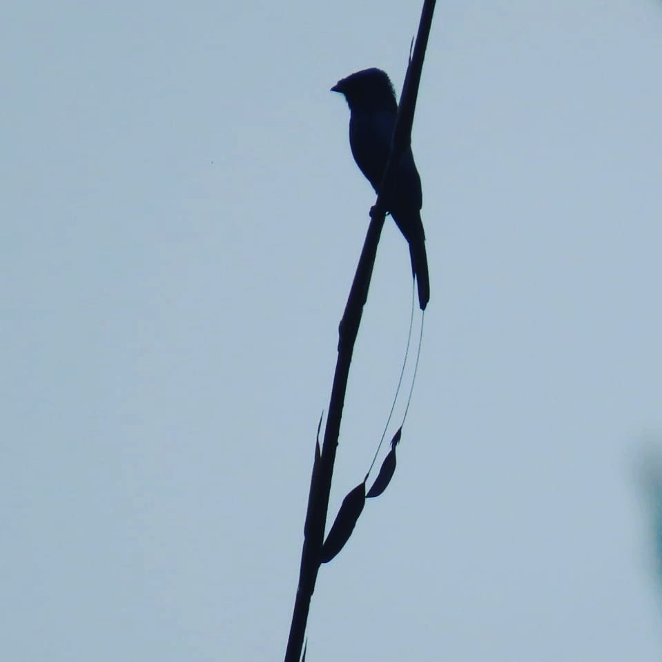 Lesser Racket-tailed Drongo - ML235648581