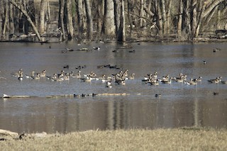 Greater White-fronted Goose, ML23565001