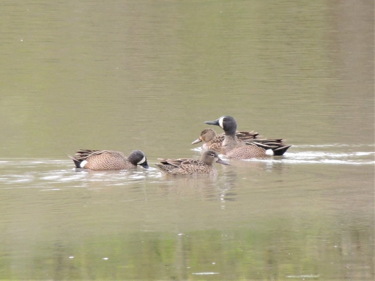 Blue-winged Teal - ML235650411