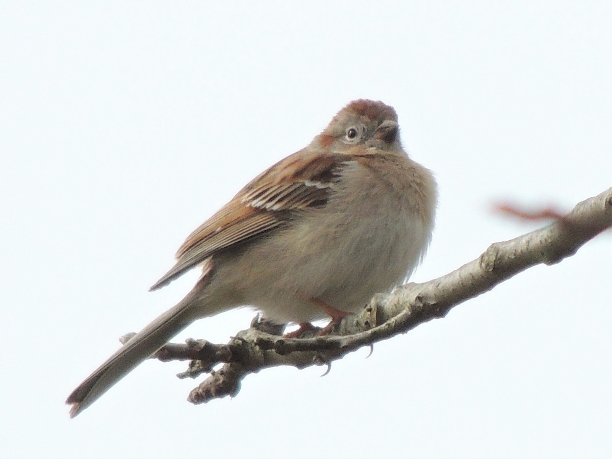 Field Sparrow - Paul Zeller