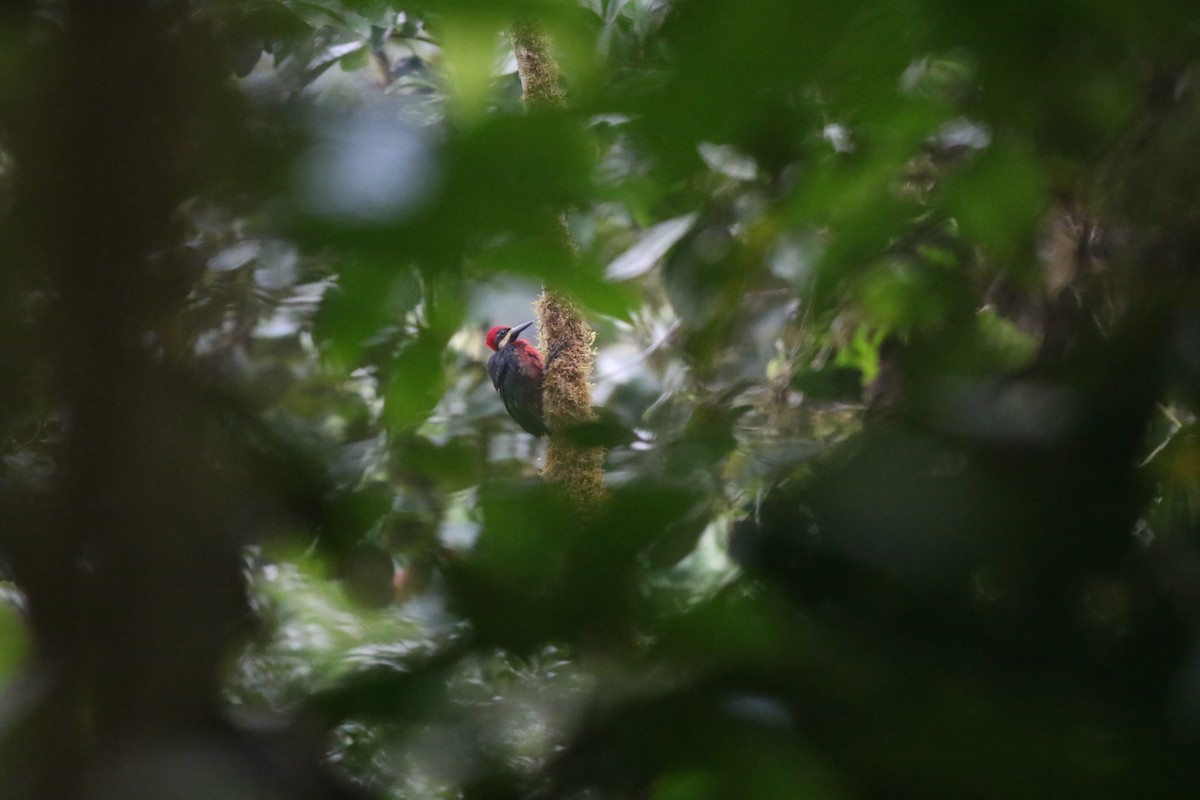 Crimson-bellied Woodpecker - Giles Daubeney