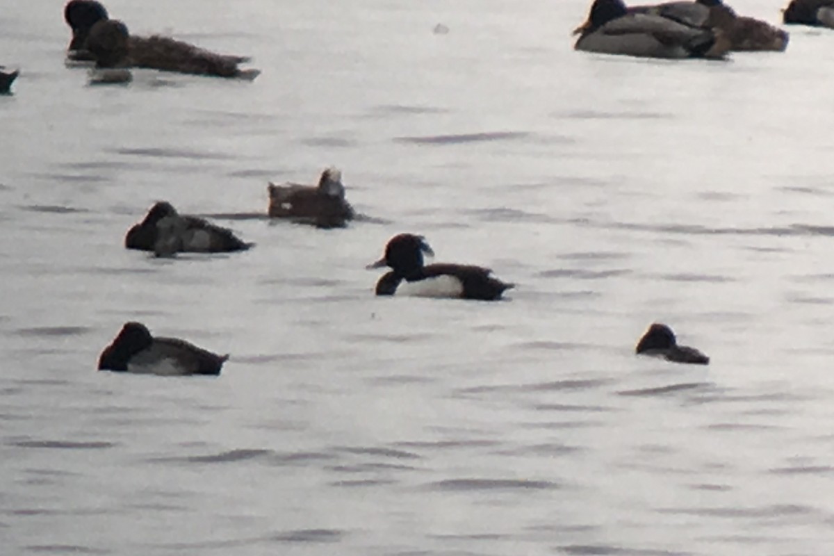 Tufted Duck - ML23566091