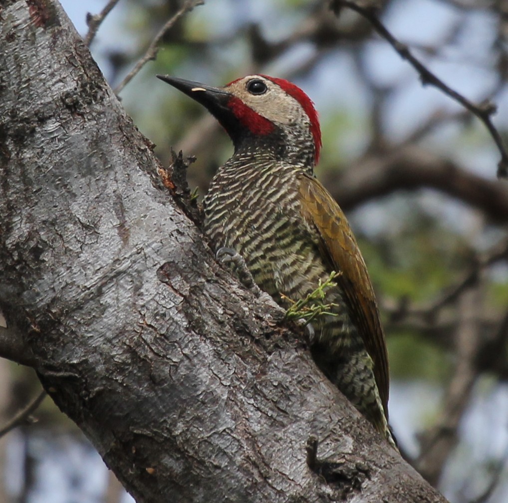 Golden-olive Woodpecker - simon walkley