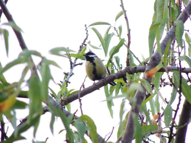 Adult ventral view (subspecies <em class="SciName notranslate">ecki</em>). - Great Tit - 