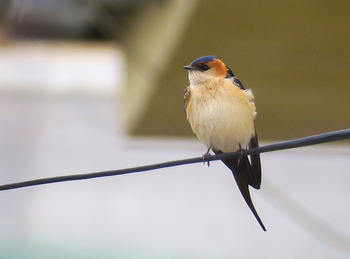 Red-rumped Swallow - ML235663891