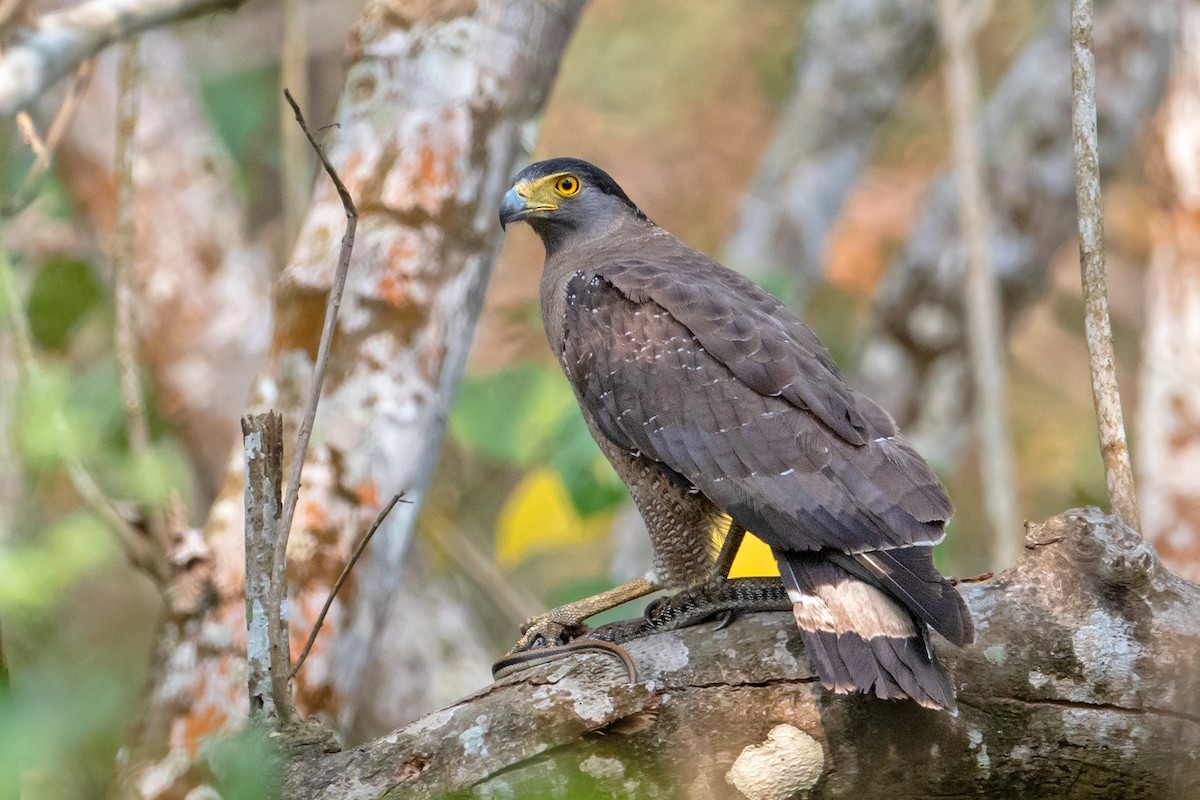 Crested Serpent-Eagle - ML235666051