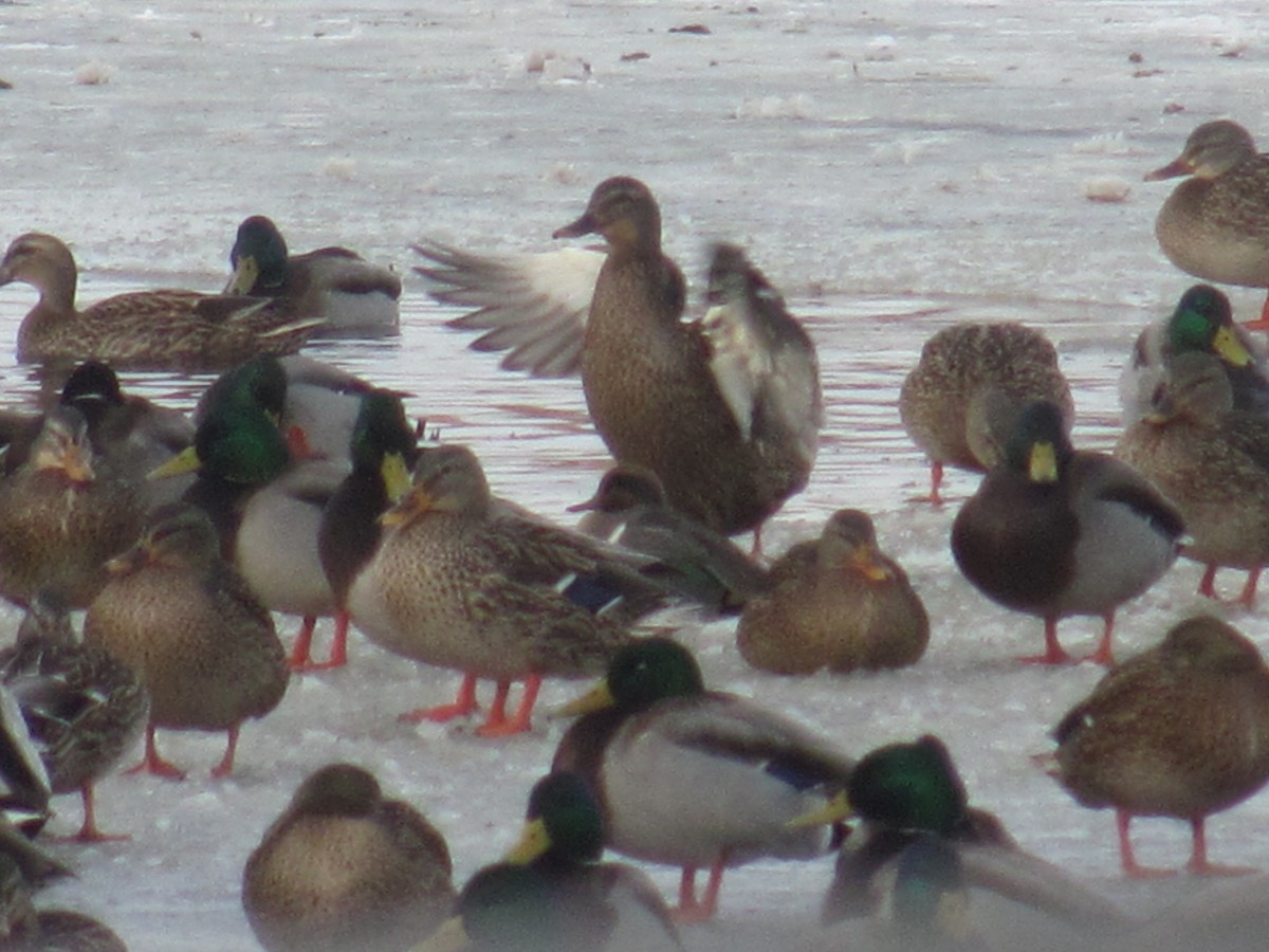 Green-winged Teal - ML23567121