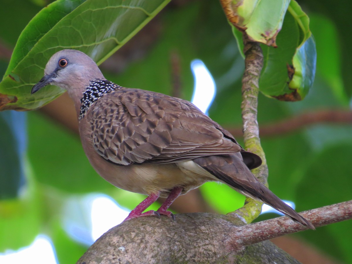 Spotted Dove - ML235671251