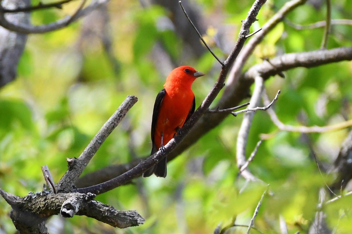 Scarlet Tanager - Michael Myers