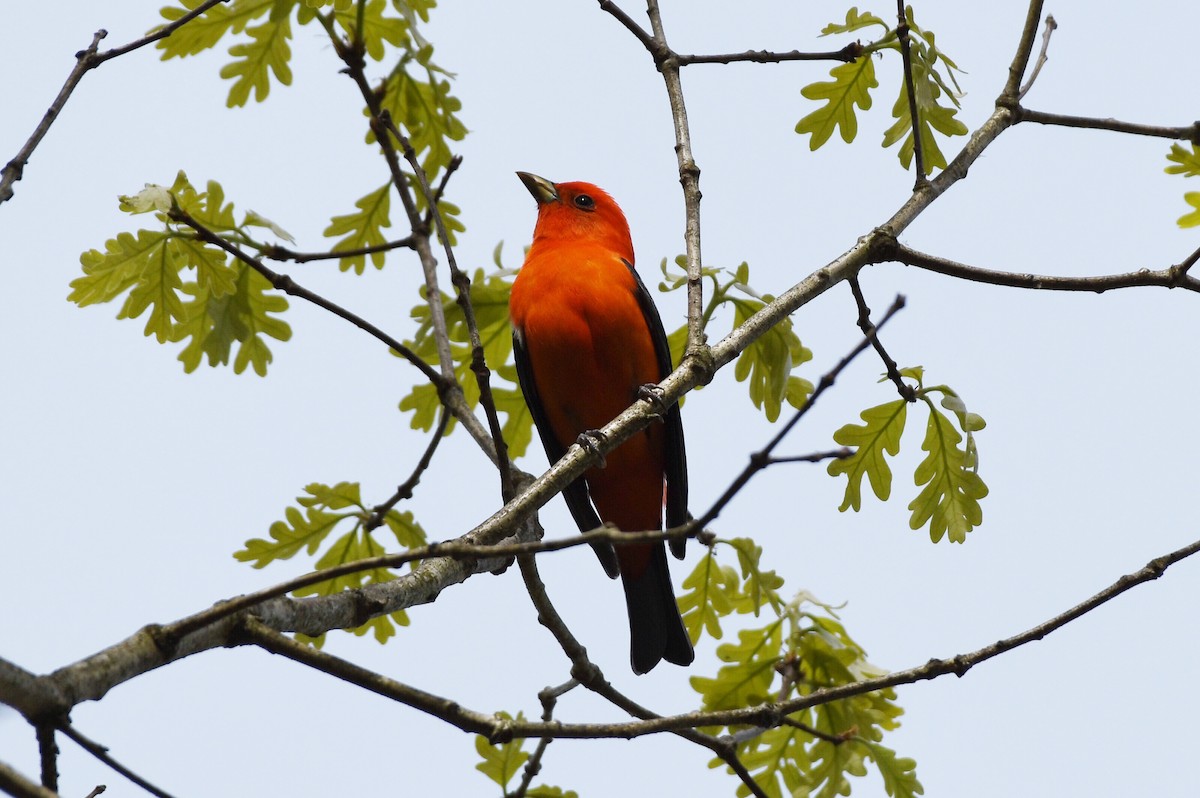 Scarlet Tanager - Michael Myers