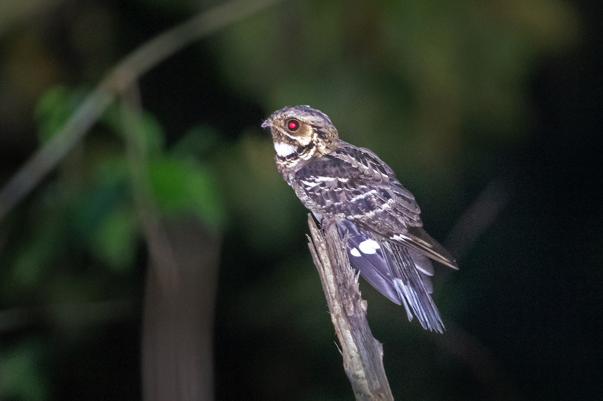 Large-tailed Nightjar - Aseem Kothiala