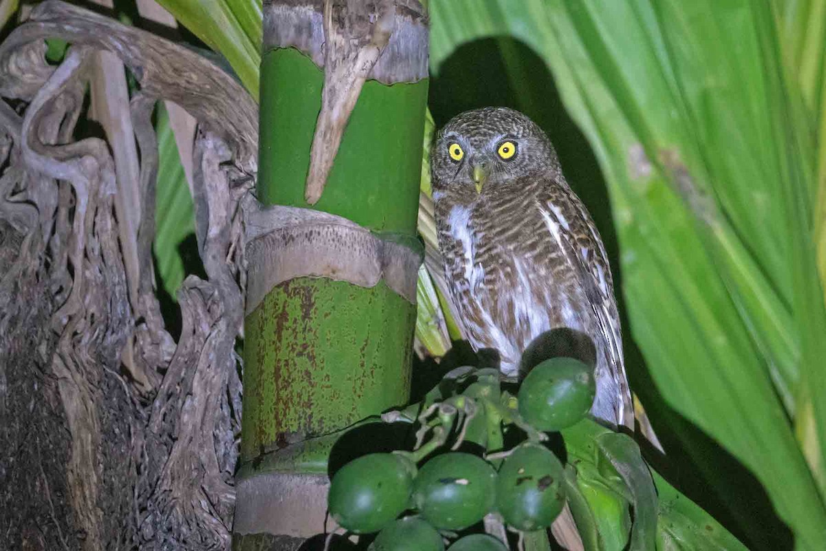 Asian Barred Owlet - ML235676471