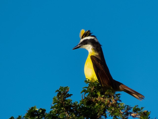 Great Kiskadee Ebird