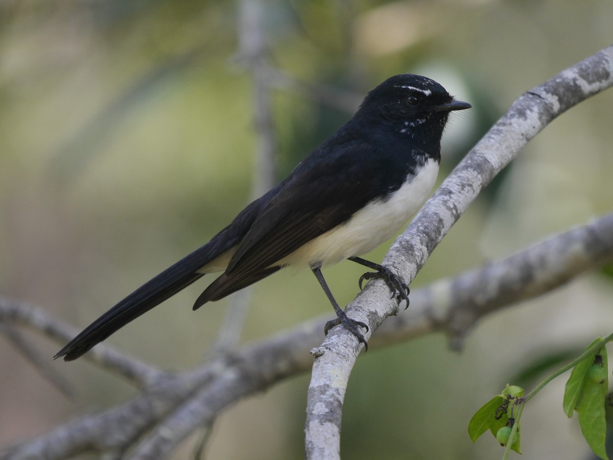 Willie-wagtail - ML235680911
