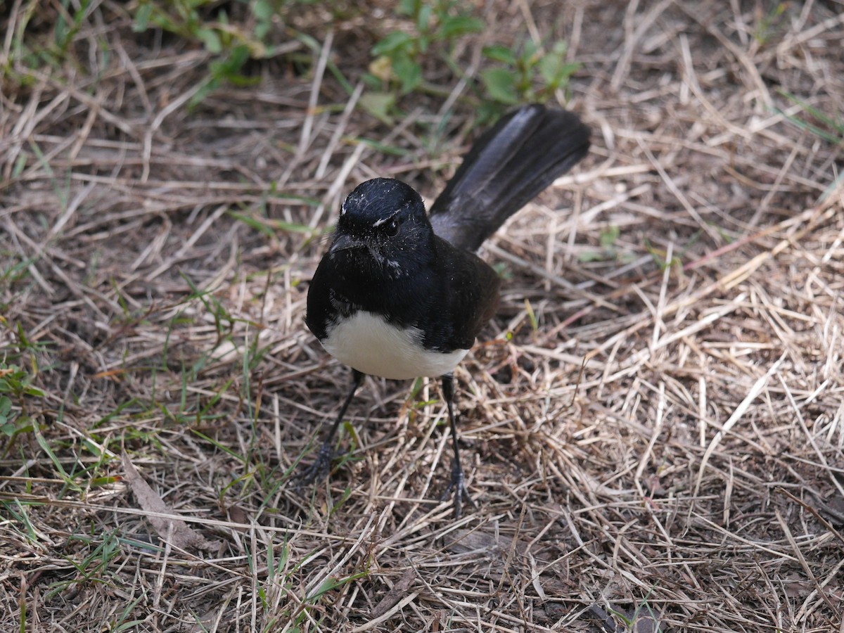 Willie-wagtail - ML235680931
