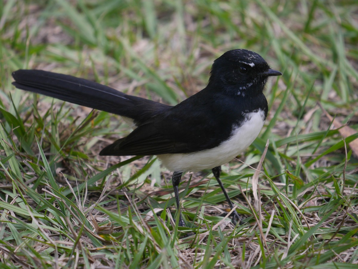 Willie-wagtail - ML235680951