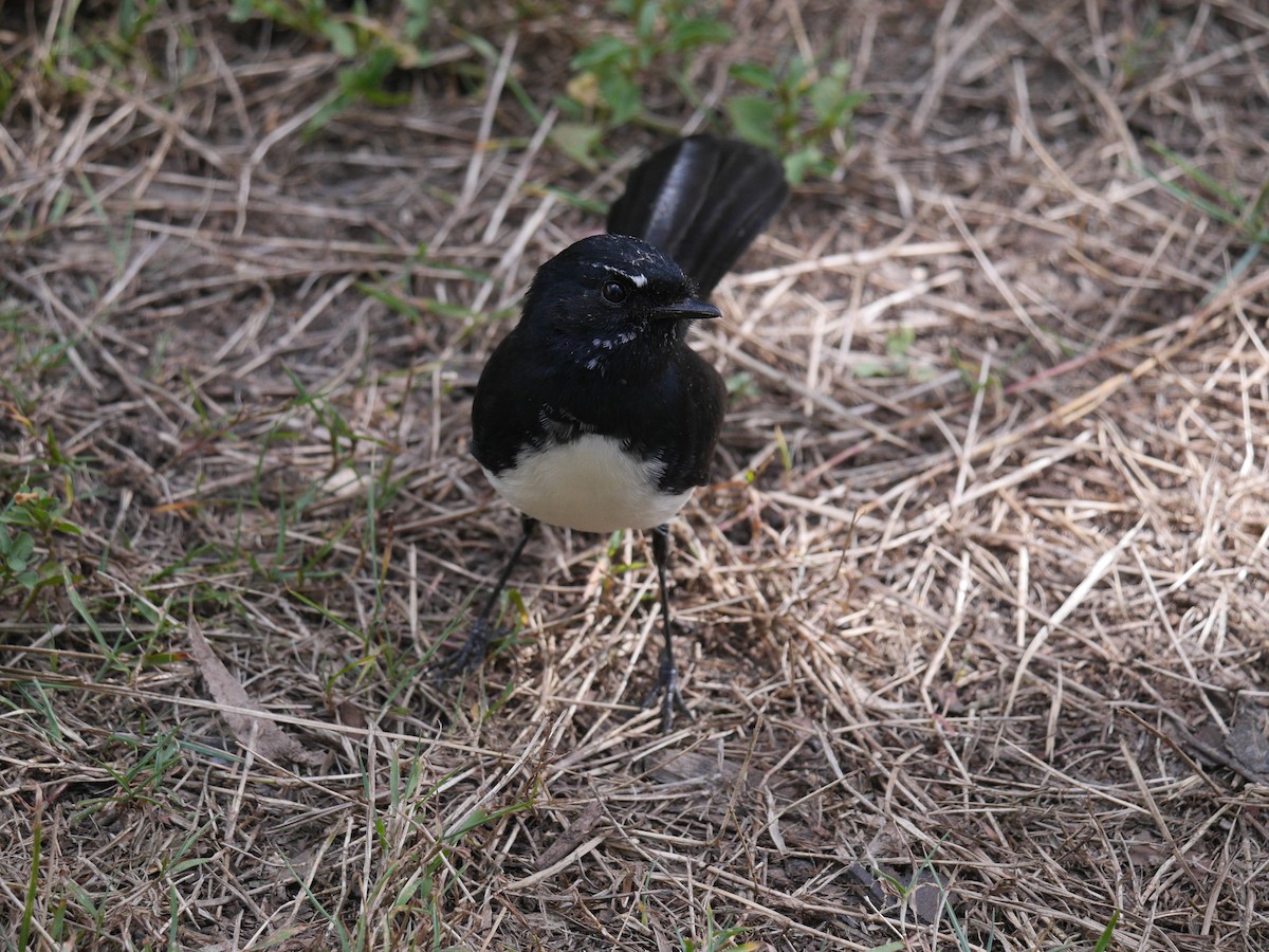 Willie-wagtail - ML235680981