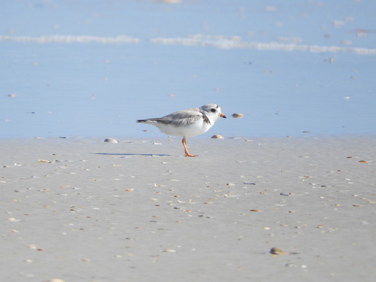 Piping Plover - ML235681691