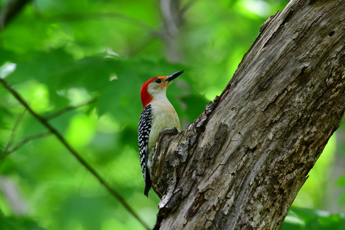 Red-bellied Woodpecker - Eric Titcomb