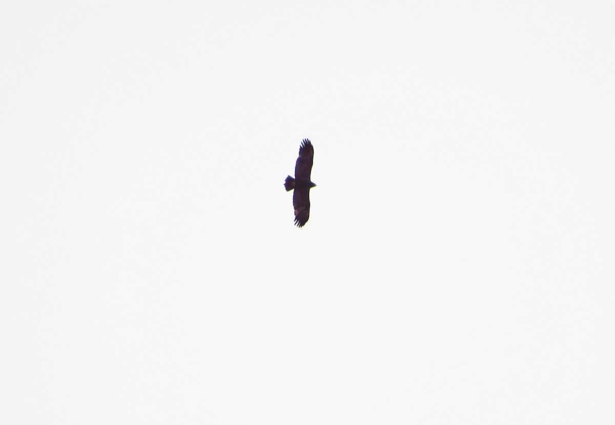 Greater Spotted Eagle - ML235684191